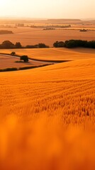 Obraz premium Golden Fields, High-Angle Perspective