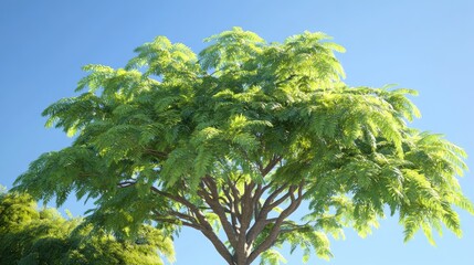 Obraz premium A beautiful green tree crown with detailed leaves, contrasting beautifully against a clear blue sky.