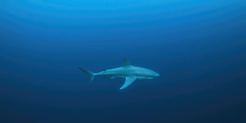 Fototapeta premium A solitary blue shark patrolling its territory near the surface of the ocean with an endless blue horizon, horizon, underwater photography