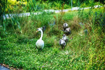 Swan and its cygnets descend
