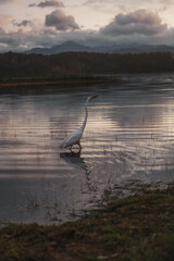 Photo of a white stalk hunting for fish in a lake.