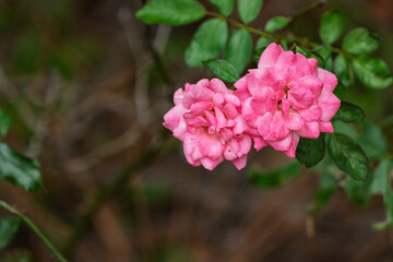 Obraz premium Ragged Pink Rose in Garden with Blurred Background.