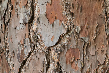Pine Bark Large Texture Background.  Wood Texture.