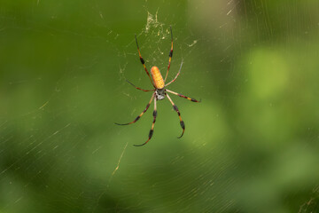 Golden Silk Orb-Weaver (Trichonephila clavata) in web with blurred foliage background
