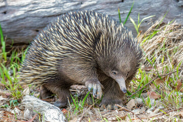 Short-beaked Echidna (Tachyglossus aculeatus)