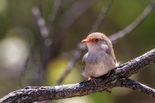 Young Superb Fairywren (Malurus cyaneus)