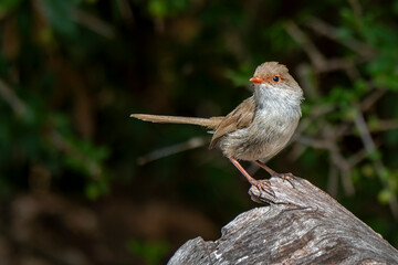 Superb Fairywren (Malurus cyaneus)