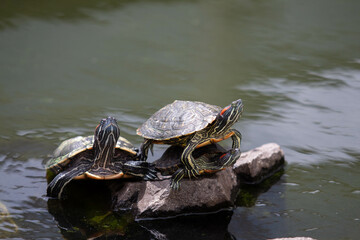 Two red-eared slider (red-eared terrapin) are basking in the sunlight on a rock in a pond. It is...