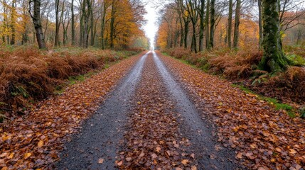 Obraz premium Autumnal road through forest, leaves, fall, nature. Use Travel brochure