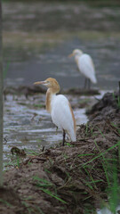 a bird is looking for food in the rice fields