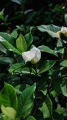 White flower with glossy green leaves in a natural garden setting, emphasizing beauty and tranquility.