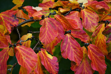 Den Helder, Netherlands. October 20, 2024. The different shades of red of the autumnleaves.