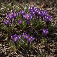 Purple crocuses emerging in early spring.