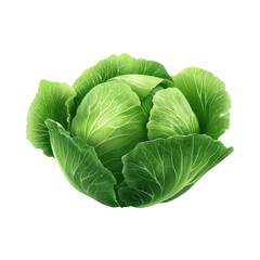 Obraz premium Fresh green cabbage with vibrant leaves