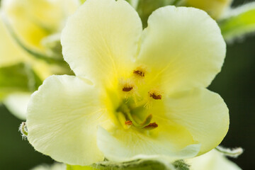 Obraz premium Dziewanna drobnokwiatowa (Verbascum thapsus L.) 