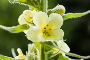 Dziewanna drobnokwiatowa (Verbascum thapsus L.) 