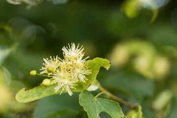 żółte kwiaty lipy latem