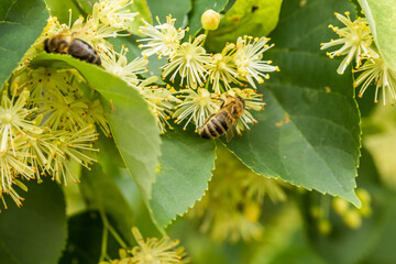 Pszczoła miodna i kwiaty lipy