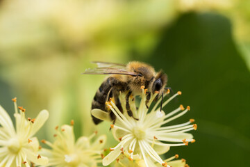 Pszczoła miodna i kwiat lipy