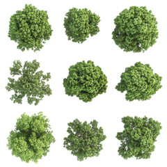 Top View of 3D Rendered Trees for Design Use