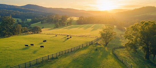 Obraz premium Golden Hour Cattle Ranch Panorama: Serene Sunset Over Rolling Hills and Grazing Cows