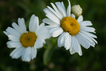 Daisy flowers standing on a meadow. Camomile flowers on summer filed. Chamomiles with white petals in grass for poster, calendar, post, screensaver, wallpaper, postcard, banner, cover, website
