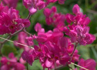 Flores en el estado Miranda.
Muchisimas flores silvestres que podemos encontrar en cualquier lugar,con muy bellos colores.