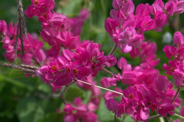 Flores en el estado Miranda.
Muchisimas flores silvestres que podemos encontrar en cualquier lugar,con muy bellos colores.