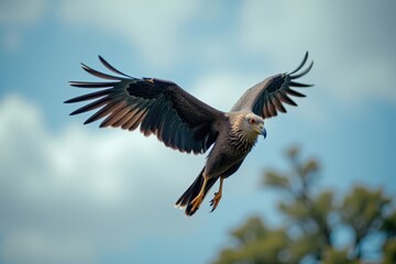 Obraz premium Majestic Hawk Soaring Through a Clear Blue Sky Above Lush Green Trees with Wings Outstretched and Focused Gaze, Capturing the Essence of Nature's Beauty
