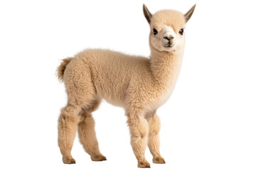Fototapeta premium Baby llama standing on a white background