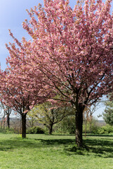 Obraz premium Sakura Cherry blossoming trees. Wonderful scenic park with blooming cherry sakura trees and green lawn in spring, Pink flowers of cherry tree.