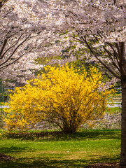 blooming  forsythia bush among blooming cherry trees  in the park