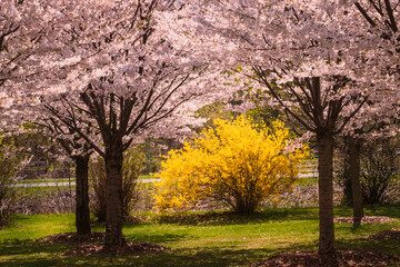 Naklejka premium blooming forsythia bush among blooming cherry trees in the park