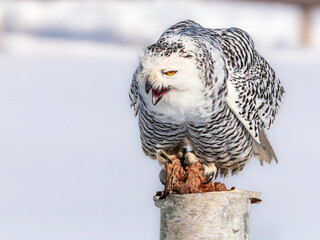 Snowy owl (Bubo scandiacus) perching on a pole on a cold winter morning,    Southern Ontario