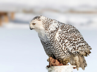 Snowy owl (Bubo scandiacus) perching on a pole on a cold winter morning,    Southern Ontario