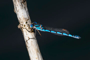 Blue Skimmer Dragonfly (Orthetrum caledonicum)