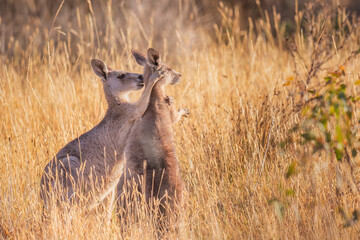 Eastern Grey Kangaroo (Macropus giganteus) © Andrew
