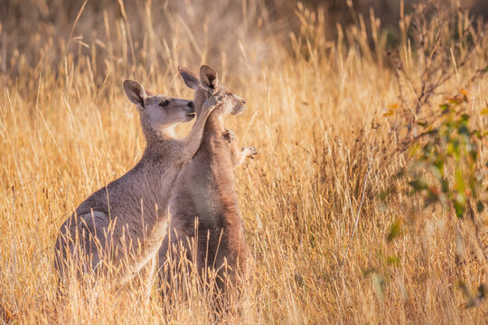 Eastern Grey Kangaroo (Macropus giganteus)