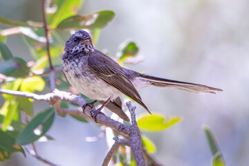 Grey Fantail (Rhipidura albiscapa)