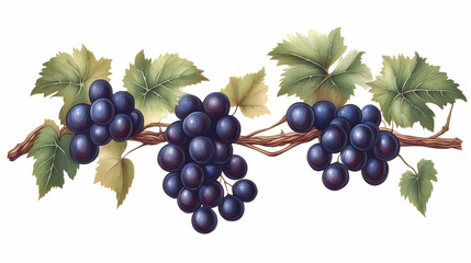 Fototapeta premium Ripe dark grapes on vine with leaves, isolated on white background; ideal for wine labels or food packaging