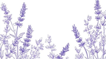 Fototapeta premium 55.Lavender Line Art. Botanical Background trendy minimalist lavender. Hand drawn floral border background template. Floral Line Art Illustration. Lavender Border Outline. Luxury Line Floral Art