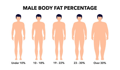 Body fat percentage in overweight and normal adult male silhouettes. Human body composition analysis. Comparison of different types of figures. Obese and thin characters vector illustration.