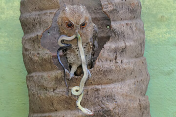 A Javan scops owl preys on a small snake. This nocturnal bird has the scientific name Otus lempiji.