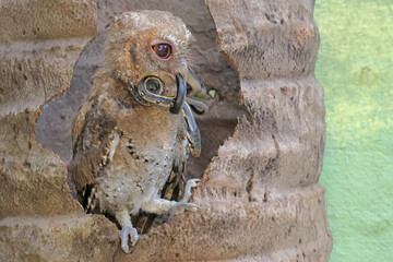 A Javan scops owl preys on a small snake. This nocturnal bird has the scientific name Otus lempiji.