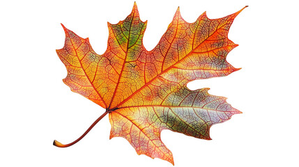 Obraz premium Vibrant Autumn Maple Leaf with Detailed Veins Symbolizing Seasonal Change Isolated on Transparent Background 