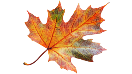 Vibrant Autumn Maple Leaf with Detailed Veins Symbolizing Seasonal Change Isolated on Transparent Background 