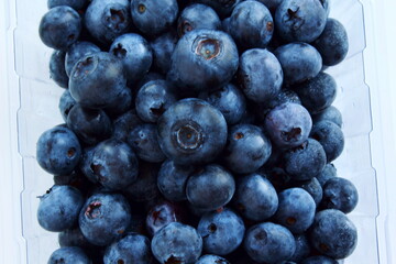 fresh blueberries or bilberry fruit isolated on white background,copy space,top view