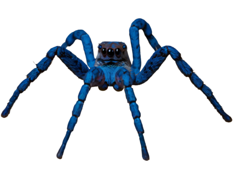 blue spider isolated