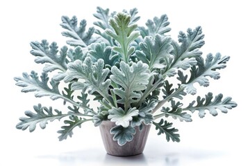 Fototapeta premium Silver-gray Senecio Cineraria, softly lit, stands out against a stark white backdrop. Minimalist dusty miller photography.