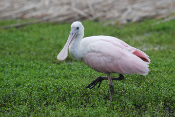 Roseate Spoonbill (Platalea ajaja) walking through a wetland. Pink spoonbills use their long, flat bills to feed in shallow water marshes on the Gulf Coast. Immature spoonbills are pale pink.